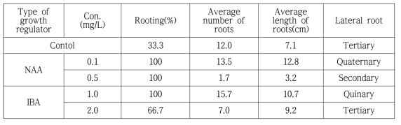 NAA와 IBA 호르몬을 이용한 RA4 계통의 뿌리유도 개수