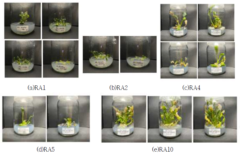 RA1, RA2, RA4, RA5, RA10 계통의 마디배양