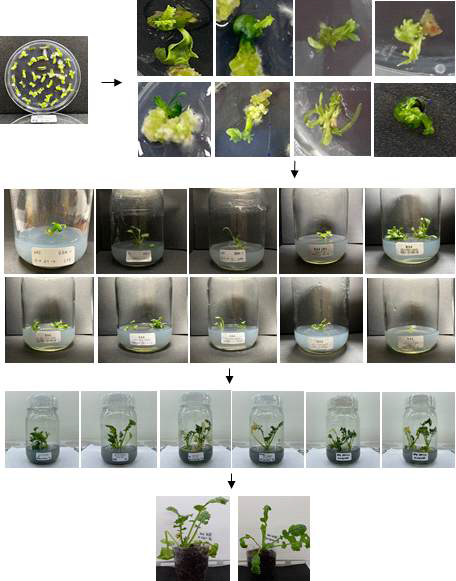 6H 배지(1mg/l NAA + 1mg/l BA+ 0.1mg/l 2,4-D + 1mg/l IPA + 0.02mg/l GA3 + 2mg/l Zeatin)와 5H + 0.1T 배지(1mg/l NAA + 0.1mg/l TDZ + 0.1mg/l 2,4-D + 1mg/l IPA + 0.02mg/l GA3 + 2mg/l Zeatin)에 의한 callus 재분화