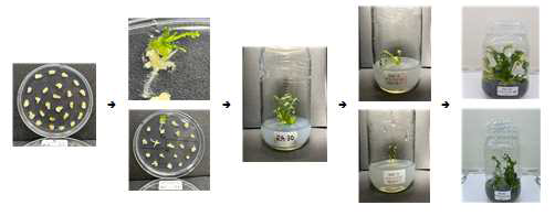 6H 배지(1mg/l NAA + 1mg/l BA+ 0.1mg/l 2,4-D + 1mg/l IPA + 0.02mg/l GA3 + 2mg/l Zeatin)에 의한 callus 재분화