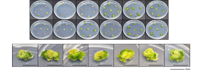 무 RA5 계통의 원형질체 분리 및 배양, micro-calli