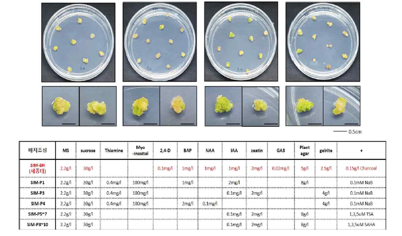 무 RA2 계통 CRISPR/Cas9 RNP를 수행 후 배양한 캘러스와 신초 형성 배지 조건들