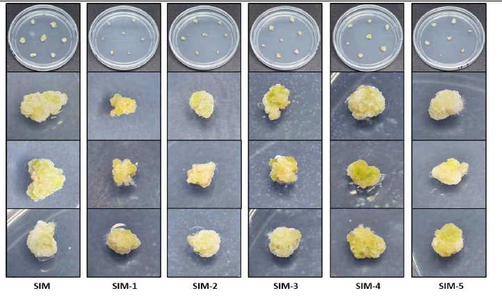 무 RA7 계통의 원형질체를 이용한 CRISPR/Cas9 RNP 도입