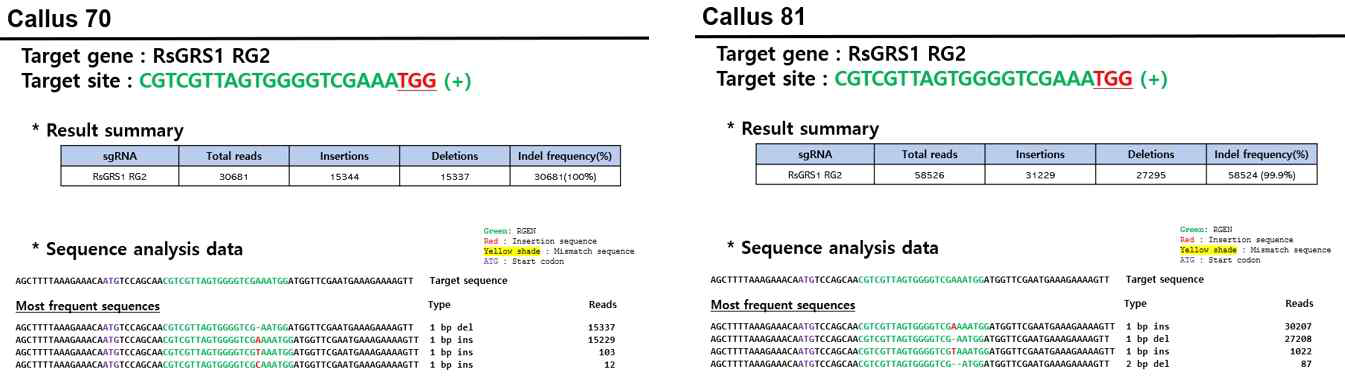 캘러스 #70과 #81 라인들의 indel frequency pattern
