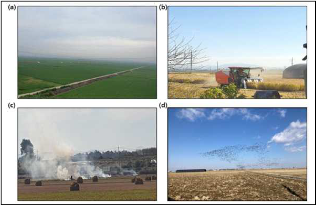정읍 집중 측정소 주변 환경 (a) 여름철 농경지 (b) 추수 작업 (c) 농업잔재물 소각 (d) 겨울철 농경지 모습