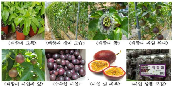 백향과 재배모습 및 과일 상품포장