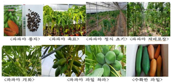 파파야 종자, 재배모습 및 수확한 과일