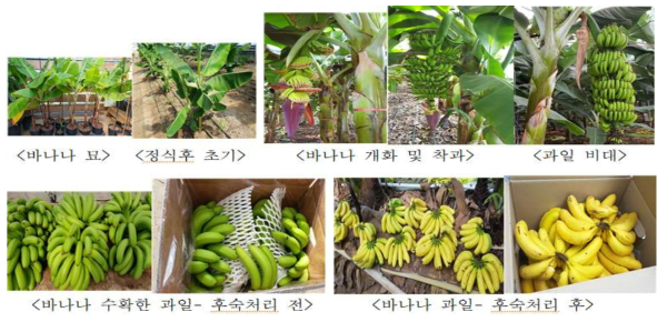 바나나의 재배모습 및 수확한 과일의 후숙처리 전후 사진