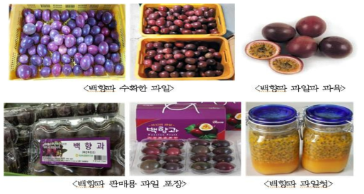 백향과 수확한 과일 및 판매용 과일 포장