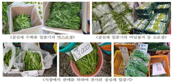 공심채 수확물 잎줄기의 포장 및 시장 판매 사진