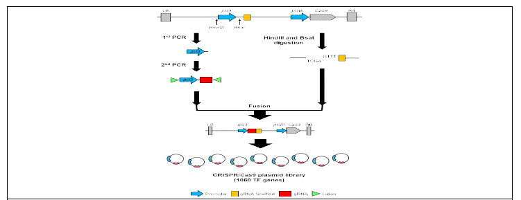 CRISPR/Cas9-gRNA vector 구축 개요