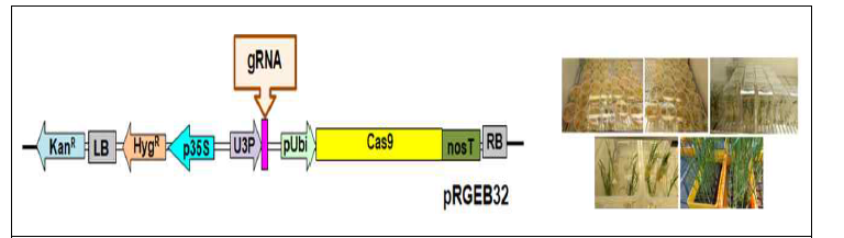 pRGEB32를 이용한 CRISPR/Cas9 vector 제작과 벼 형질전환