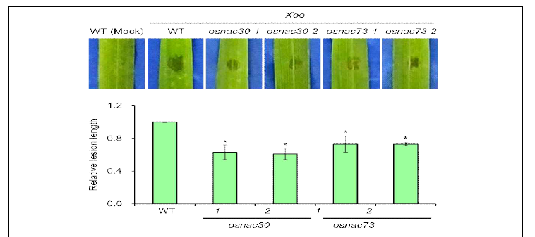 OsNAC 돌연변이체 벼흰잎마름병 병반응 분석