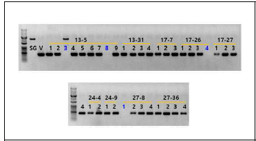 세대진전 OsNAC 돌연변이체(T1)의 Cas9-free 여부 분석