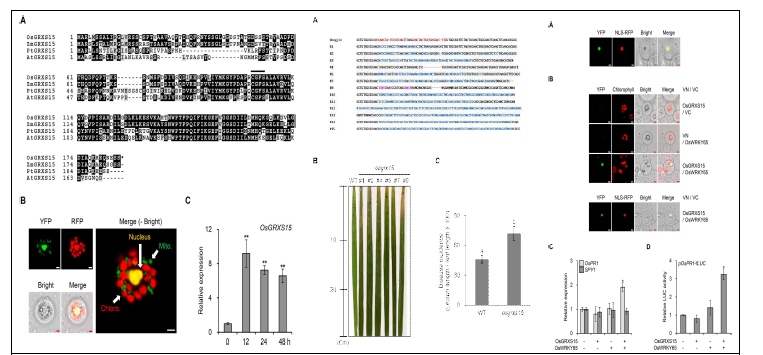 OsGRXS15의 특성과 병저항성 기능 연구