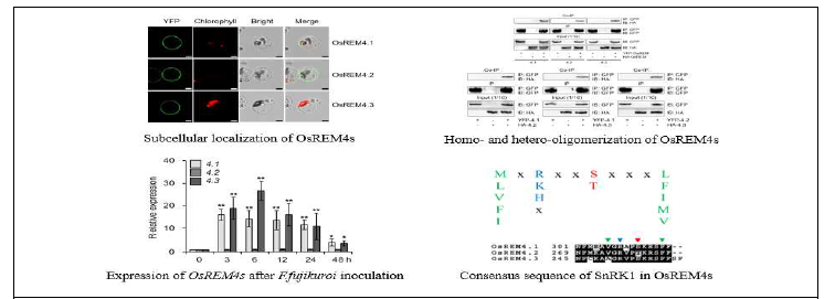 OsRemorin 유전자 특성과 상호작용 조사