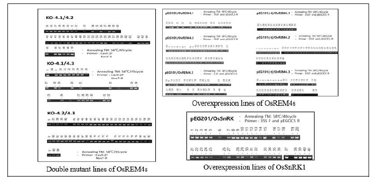 OsRemorin-과발현체, 유전자 교정체 분석과 OsSnRK1-과발현체 형질전환 여부 분석