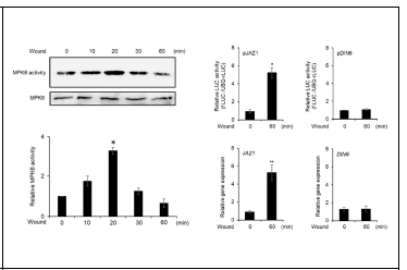 물리적 상처 유도 원형질체에서 MPK6와 JAZ1 프로모터의 활성도