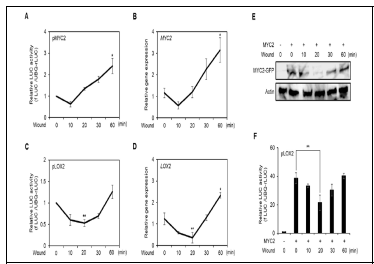 물리적 상처를 받은 초반 단계 원형질체의 MYC2 유전자 발현과 단백질 안정성