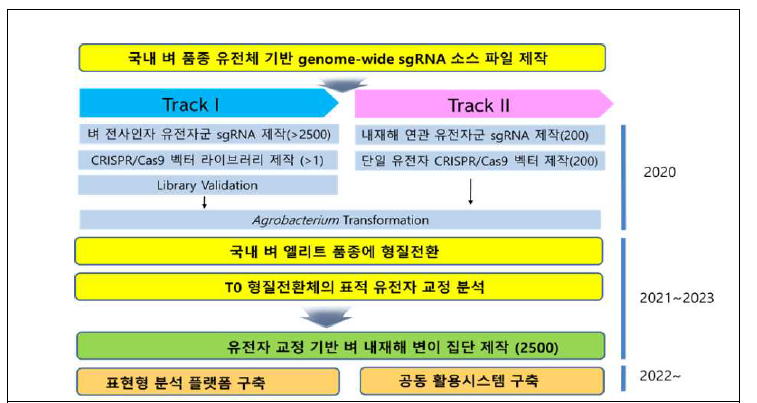 유전자교정 기술을 이용한 벼 내재해성 돌연변이집단 구축 연구 모식도