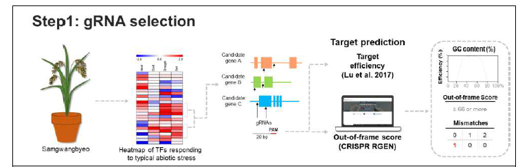 가뭄과 염 등 내재해 연관 전사인자군 선발과 단일 gRNA 선정 파이프 라인