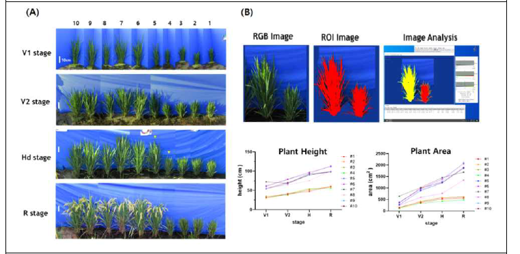 유전자 편집 벼 T1 세대의 Field Phenotyping (A) 노지에서 생장단계별 획득한 RGB 이미지 (B) Image J 프로그램을 이용한 디지털 정량화