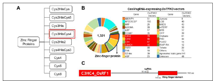 (A) ZF 전사인자군을구성하는9종의 subfamily의구조적 특성(B) ZF 전사인자군 기능분석을위한CRISPR/Cas9 벡터구축현황(C) OsRF1 단백질기능영역및gRNA 삽입위치