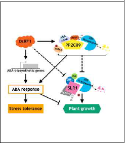 ABA-신호전달, 스 트레스 반응 및 생장조절에서 의 OsRF1 작용 모델