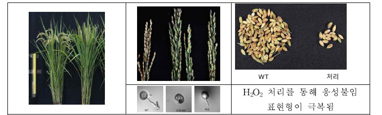 다중 표적 돌연변이 GTD100의 웅성불임 표현형과 H2 O2 처리를 통한 임성 회복