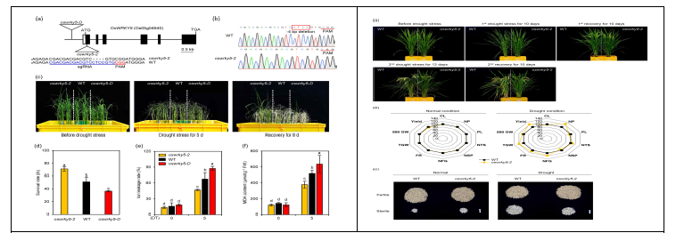 OsWRKY5 편집 돌연변이체의 가뭄 저항성 표현형