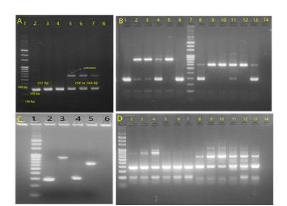 BrHSBP isolation and analysis of alternative splicing under different temperature and growth conditions. A. PCR amplicons (full-length) of B. rapa genes (LOC103860804; lane 2-4) and (LOC103833527; lane 5-7). B. Alternative splicing of (LOC103860804 (lane 1-6)) and (LOC103833527 (lane 8-13)) in 11-d-old B. rapa whole seedlings exposed to 25℃ (1, 8), 37℃/30min (2, 9), 37℃/60min (3, 10), 37℃/3hr (4, 11), 37℃/ 6hr (5, 12), and 4℃/3 hr (6, 13). C. Represents the BrHSBPs and splice variants eluted for sequencing (Lane1- LOC103860804 (255 bp), 2- LOC103860804 variant (900 bp), 3- LOC103833527 (258-64bp)), 4- LOC103833527 variant (650 bp)). D. Alternative splicing of BrHSBP (LOC103860804 (lane 2-7)) and (LOC103833527 (lane 8-13)) under high and low-temperature conditions in B. rapa leaves. The PCR amplicons derived from leaf samples exposed to 25℃ (2, 8), 37℃/30min (3, 9), 37℃ /60min (4, 10), 37℃/3hr (5, 11), 37℃/ 6hr (6, 12), and 4℃/3 hr (7, 13) respectively