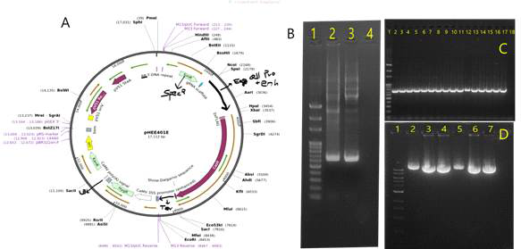 Construct designing and development of gRNA and Cas9 expression cassette. A. Represents the destination vector for overexpression of gRNAs (two) and Cas9 in transgenic plants for creating BrHSBP knockout lines in B. rapa. B. The pCBCDT1DT2 PCR amplicons (two gRNAs per expression cassette; designed for BrHSBP1-like and BrHSBP1) resolved in 1% Agarose gel. C. Screening of recombinant E.coli clones using Colony PCR assay. D. The purified recombinant plasmids from selected E. coli clones (Lane 3-804-pCBCDT1DT2+pHEE401E (egg); Lane 3-804-pCBCDT1DT2+pHEE401E (ubq); Lane 6-527-pCBCDT1DT2+pHEE401E (egg); Lane 7-527-pCBCDT1DT2+pHEE401E (ubq)) along with empty vectors (Lane 2 and 5) for sequencing and genetic transformations into plants using Agrobacterium. Lane 2 and 5 represents the empty vectors of pHEE401E (egg) and pHEE401E (ubq)