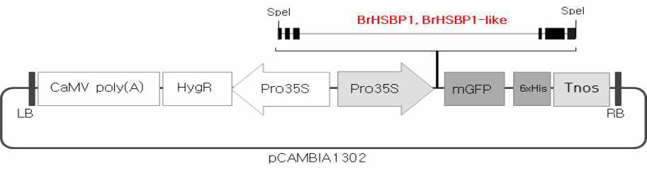 Vector construction and transforamtion of BrHSBP1-like gene (pLSI83)