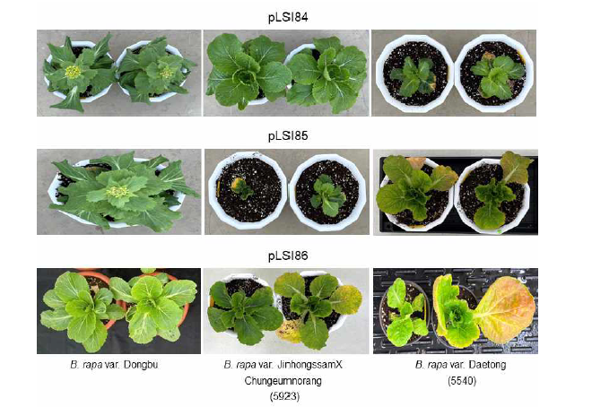 Propagation of B. rapa transformants (DB03, 5923, and 5540) in which genes (BrHSBP1, pLSI84 and pLSI85; BrHSBP1-like, pLSI86) responding to high temperatures habe been edited. 5923 (B. rapa var. JinhongssamXChungeunmnorang) and 5540 (B. rapa var. Daetong) seeds were sold from ASIA Seeds company