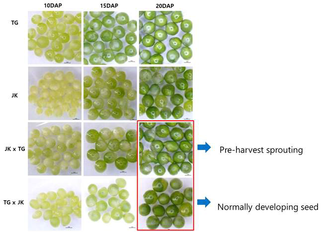 배추-유채 간 교배 조합에 따른 수발아(pre-harvest sprouting) 현상