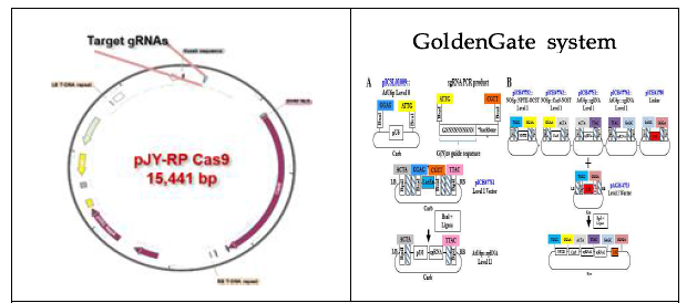 pJY-RP Cas9 Vector system과 GoldenGate assembly system 효율성 비교
