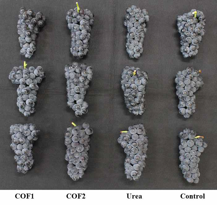 포도‘캠벨얼리’에서 Urea 및 부숙유기질비료 토양시용에 의한 수확 시 과방모양 (수확일: 2021년 9월 5일)