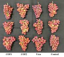 포도‘베니바라드’에서 Urea 및 부숙유기질비료 토양시용에 의한 수확 시 과실 모양