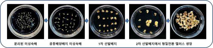 옥수수 B104 계통 미성숙배로부터 형질전환 캘러스 형성 과정