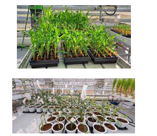 옥수수 형질전환체(T0) 온실 생육 및 종자 수확