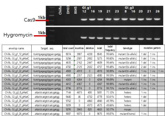 cas9와 hygromycin 확인용 프라이머 이용하여 GI 유전자 교정 배추 형질전환 확인 (위; 지부(Chiifu), DH03, 8045와 GI 유전자 교정 지부 배추와의 PCR 분석 결과 아래; GI 유전자 교정 지부 배추의 deep sequencing 분석 결과)