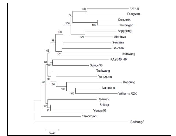 조직배양 효율 검정을 위해 사용된 콩 자원들의 phylogenetic tree
