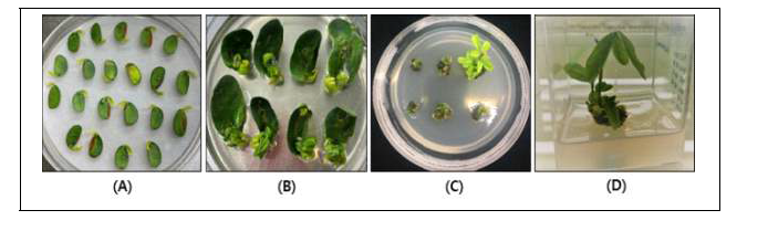 아그로박테리움법에 의한 콩 형질전환체 생산. (A) co-cultivation, (B) 균 감염 된 half-seed로부터 발아되는 절편체, (C) 제초제 저항성 shoot, (D) 제초제 저항성 유식물체