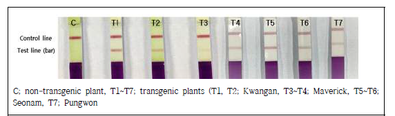 pBAtc:tRNA02 vector 형질전환체 bar-strip 검정