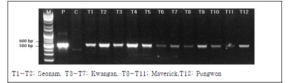 PCR분석을 통한 bar 유전자 삽입 여부 확인