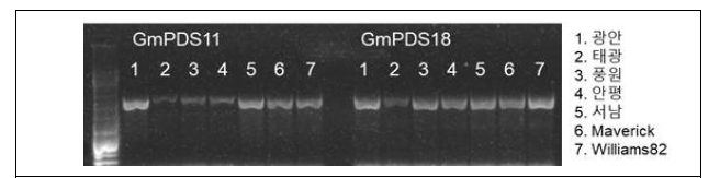 형질전환용 재배품종들의 GmPDS11, GmPDS18 유전자 발현