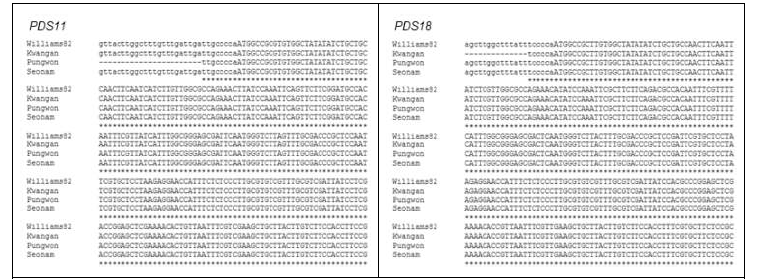 광안, 풍원, 서남콩에서 PDS 유전자 염기서열 분석