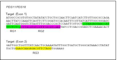 GmPDS11과 GmPDS18 gRNA 선발