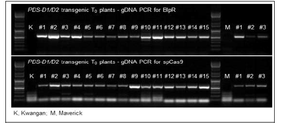 GmPDS gRNA 유전자 도입 식물체 PCR 분석