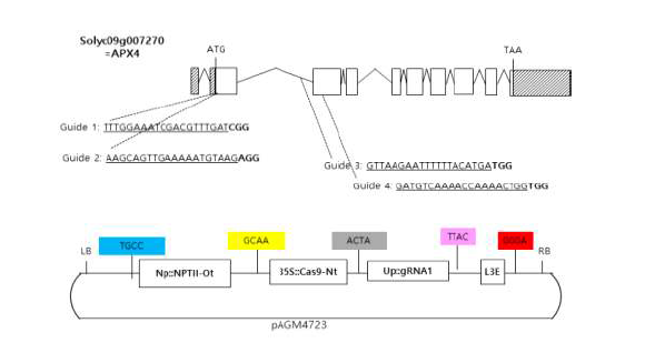 토마토 유전자교정 벡터 구조 및 sgRNA design